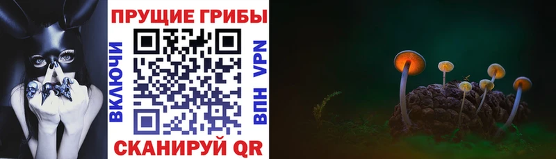 Псилоцибиновые грибы Psilocybe  где найти наркотики  Воронеж 